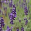 Lavandula angustifolia 'Imperial Gem' -- Lavendel